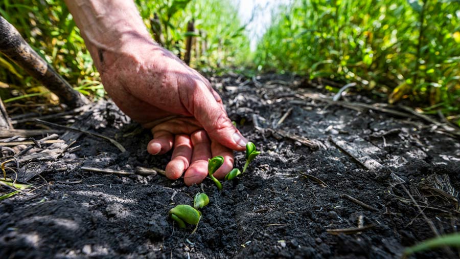 Decarbonized Agriculture